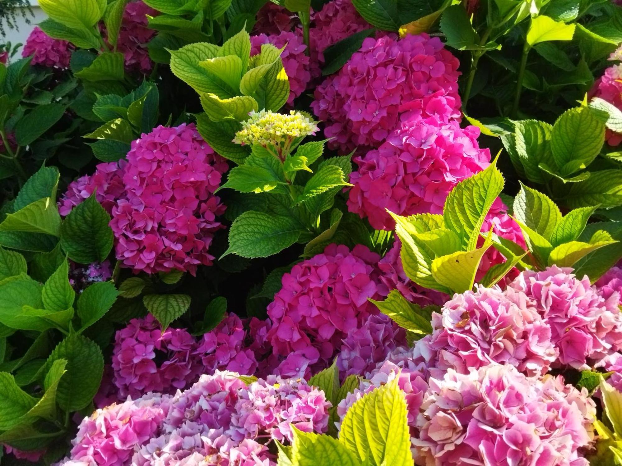 Les Hortensias Fortschwihr Dış mekan fotoğraf